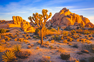 Joshua Tree