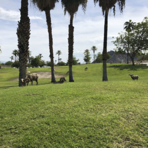 Hiking Trails in Palm Springs